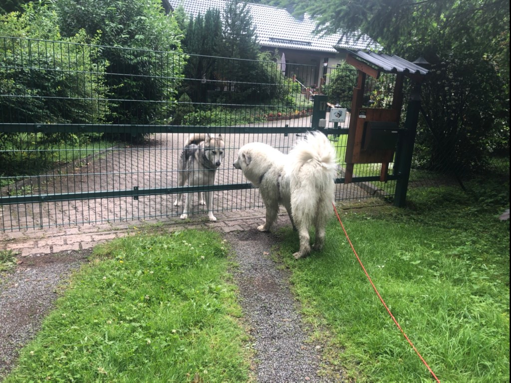 Die Bella und ihr Freund Spike