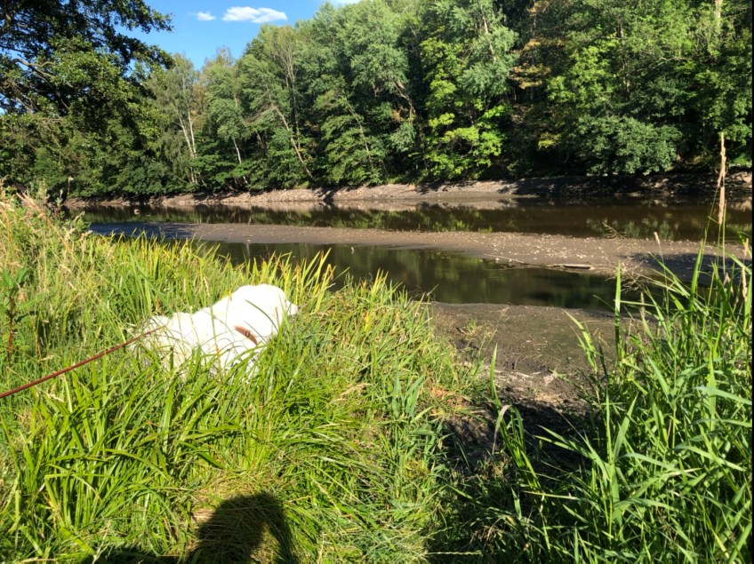 Hier steht die Bella sonst bis zum Pyribäuchlein im Wasser