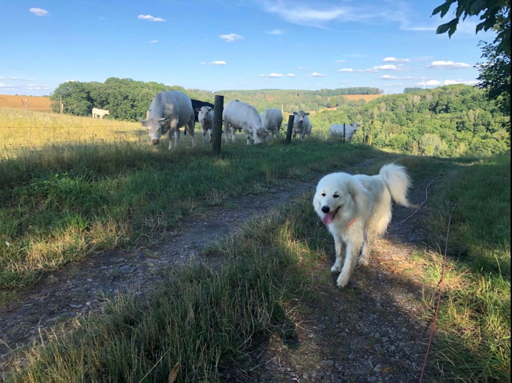 Da guggen sie blöde, die Rindviehcher