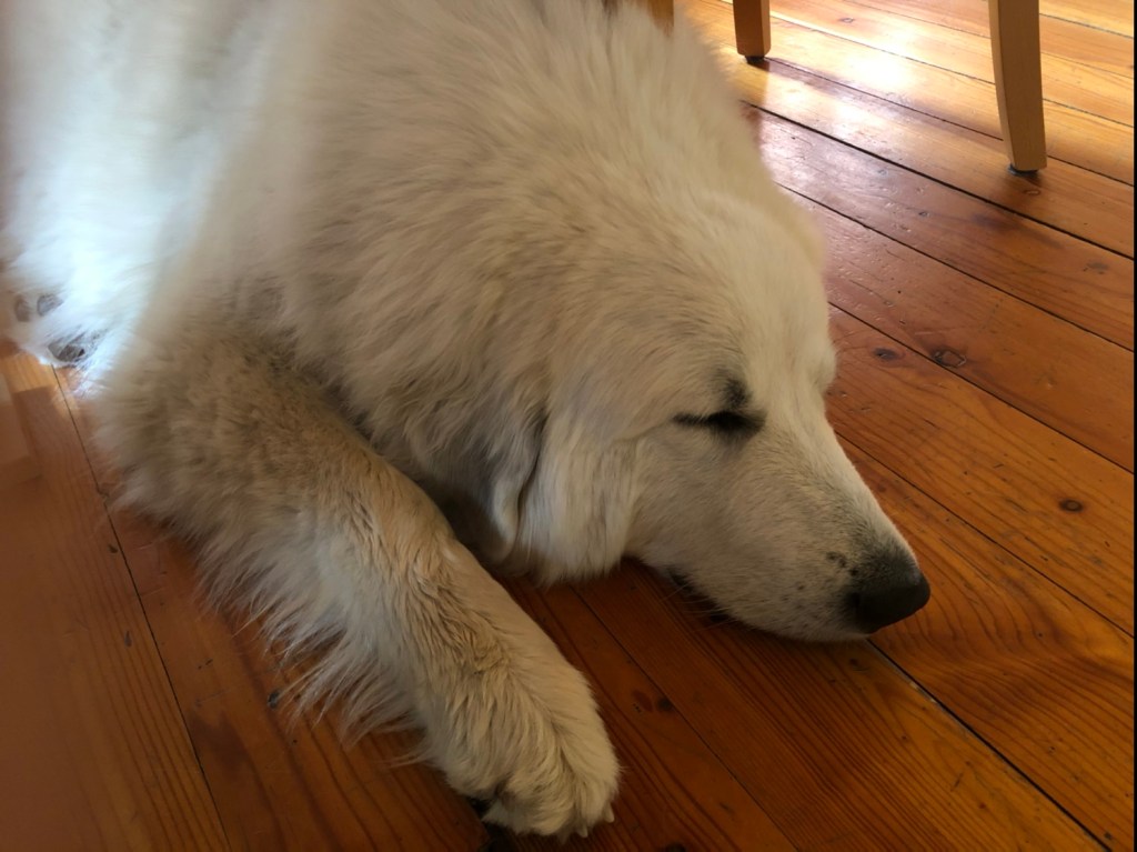 Die kleine Bella ruht sich aus