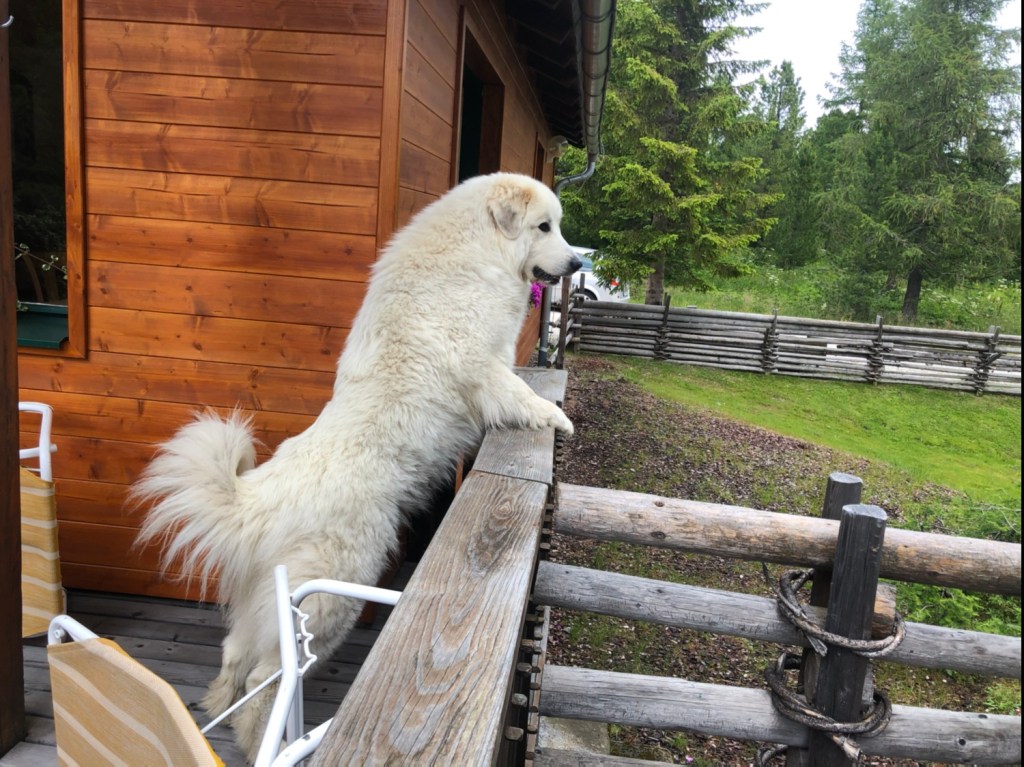Auf meiner Urlaubsterrasse. Ich mußte gleich mal schimpfen, damit alle wissen, die Bella paßt hier auf!