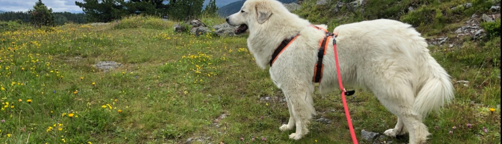Erster Spaziergang auf die schöne Blumenwiese. Die Bella kennt sich hier aus!