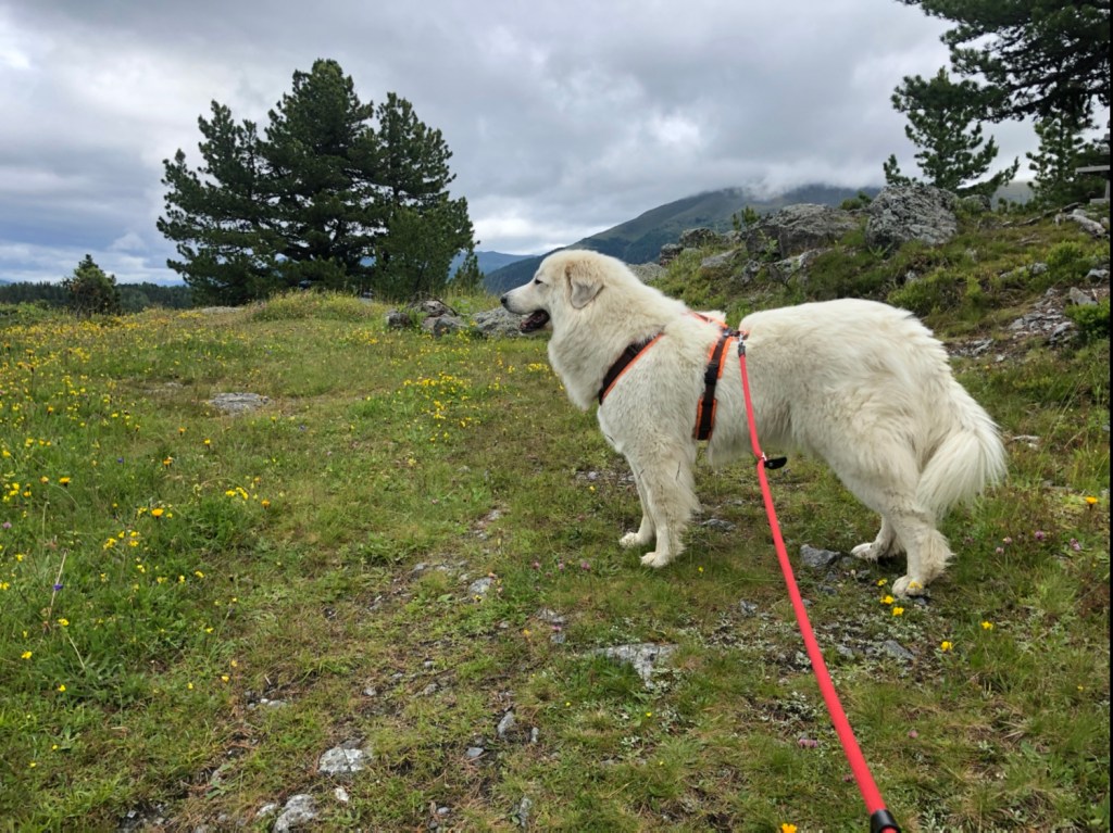Erster Spaziergang auf die schöne Blumenwiese. Die Bella kennt sich hier aus!