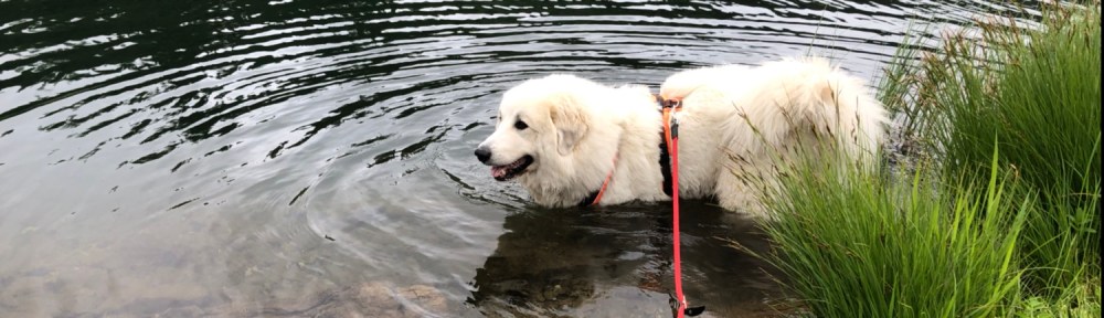 Die Bella badet im Teich der Turracher See heißt