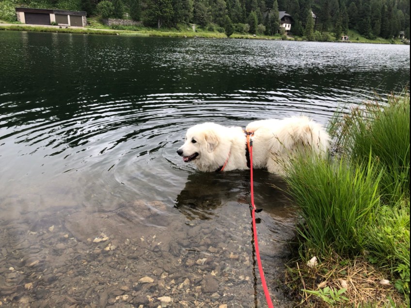 Die Bella badet im Teich der Turracher See heißt
