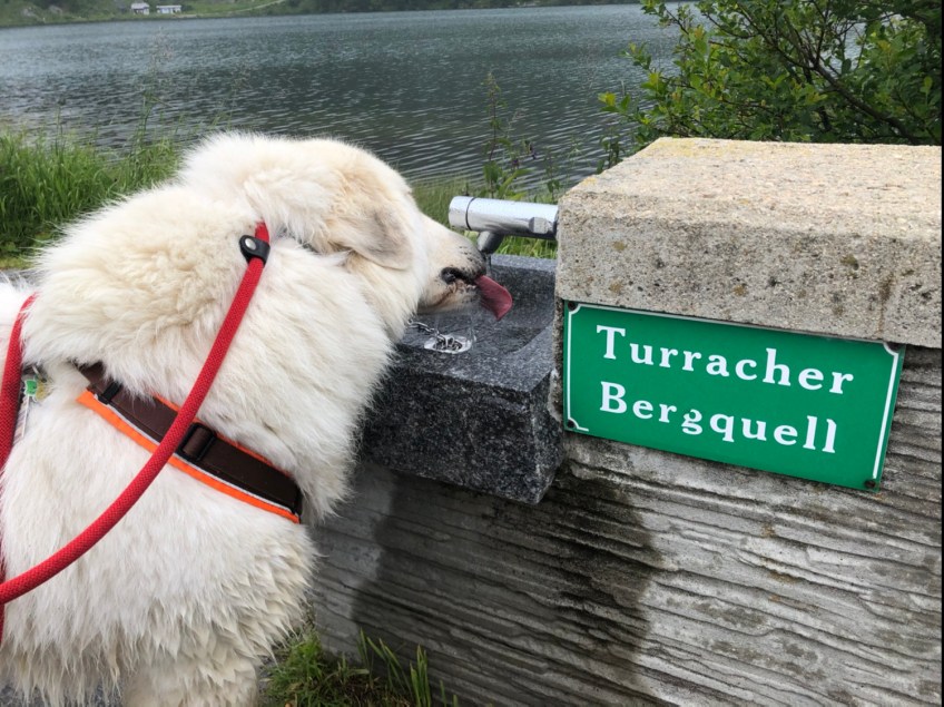 Echtes Bergwasser für die Berghündin