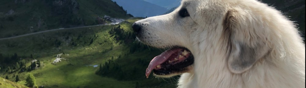 Berghündin genießt den Ausblick
