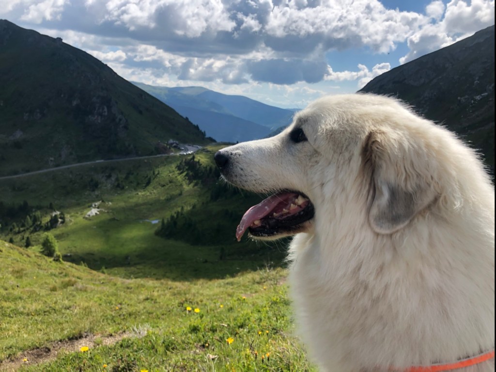 Berghündin genießt den Ausblick