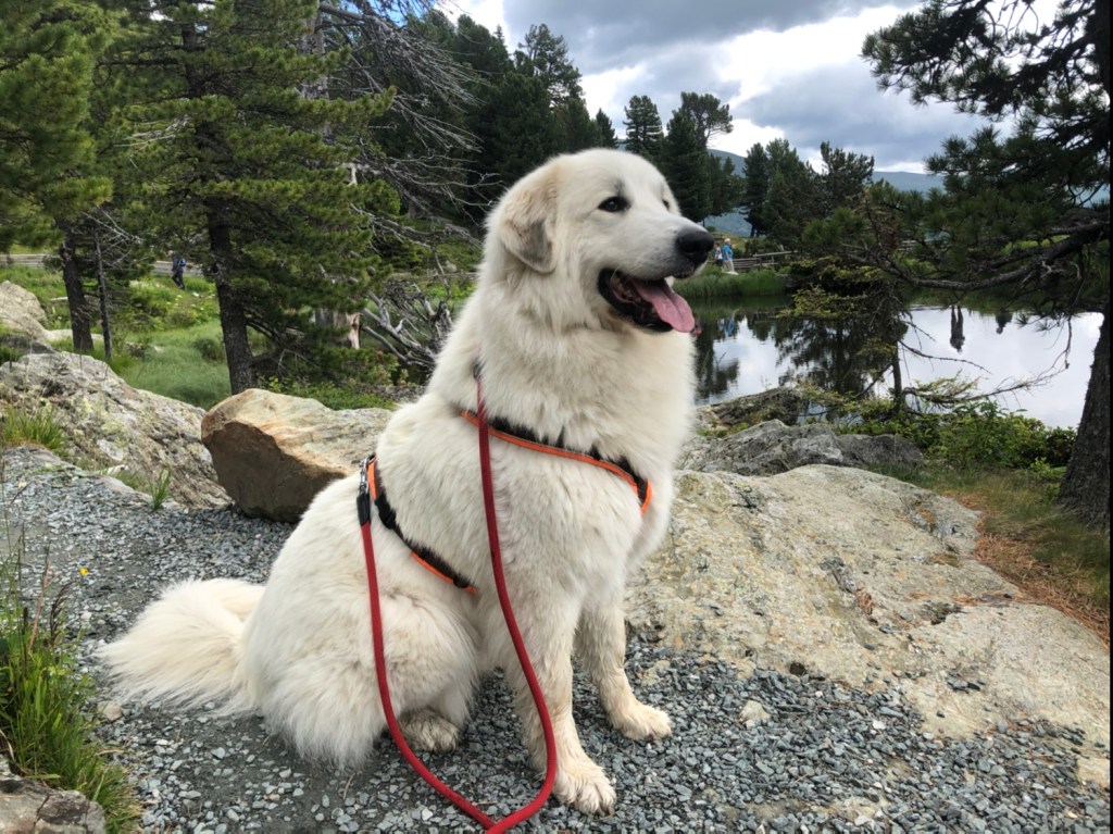 Die Bella am Windebensee …