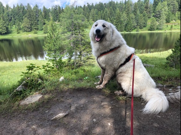 Die Bella am Schwarzsee