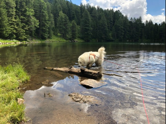 Die Bella im Grünsee