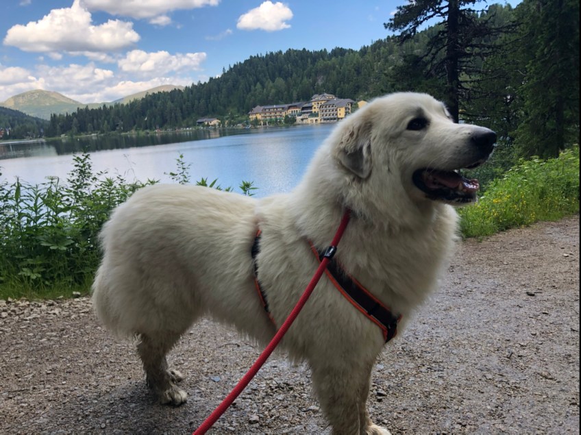 Die Bella am Turracher See