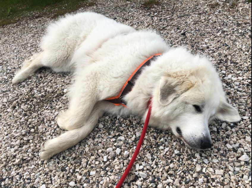 Die Bella macht einen Morgenspaziergang