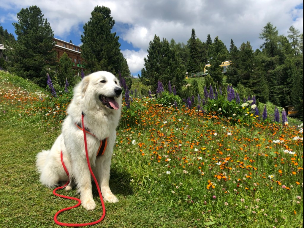 Die Bella ist ein Blumenmädchen – ein ganz wunderschönes!