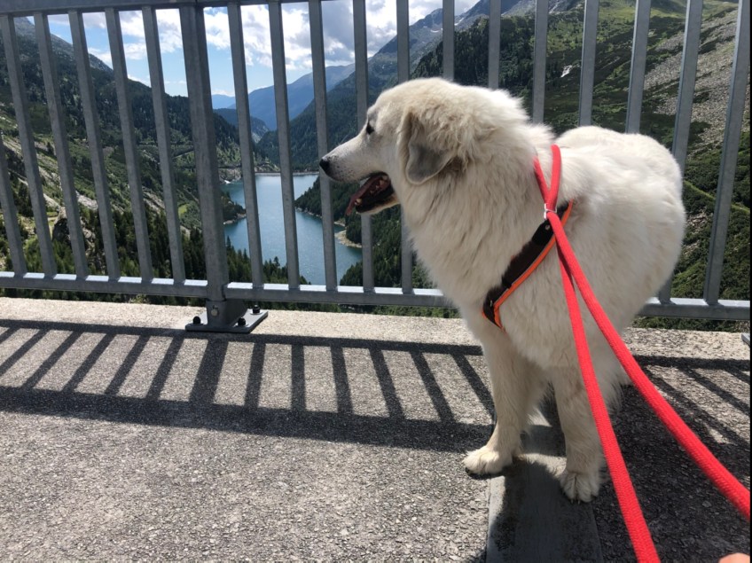Die Bella auf der großen Mauer