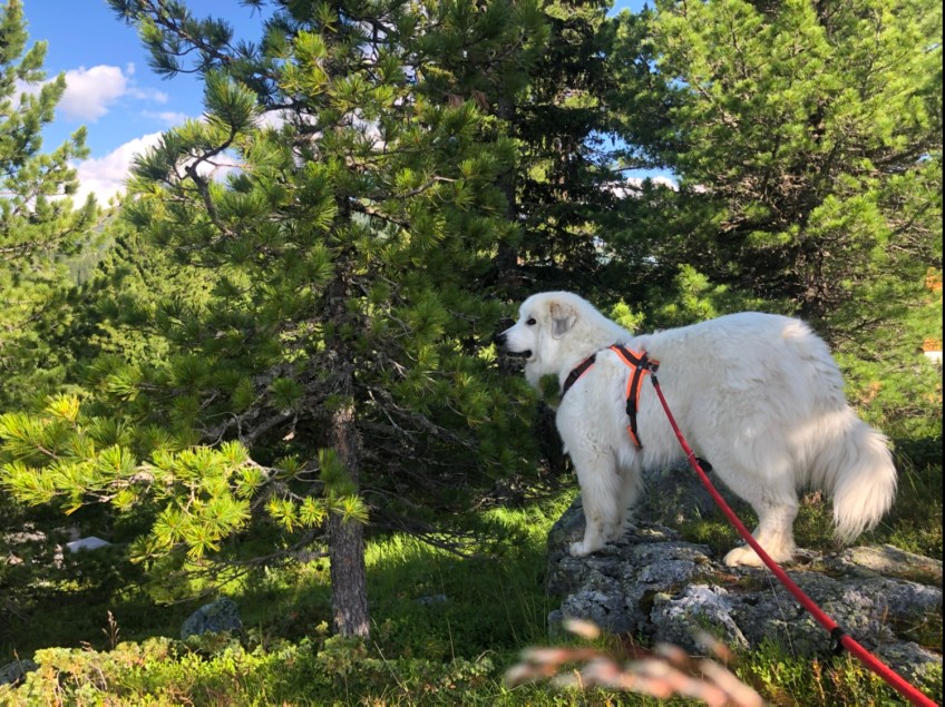 Auf meiner kleinen Bergwiese