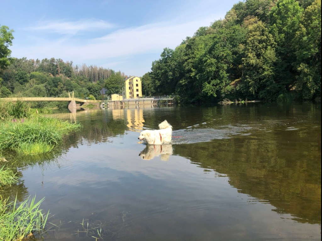 … die Bella flitzt aus dem Wasser