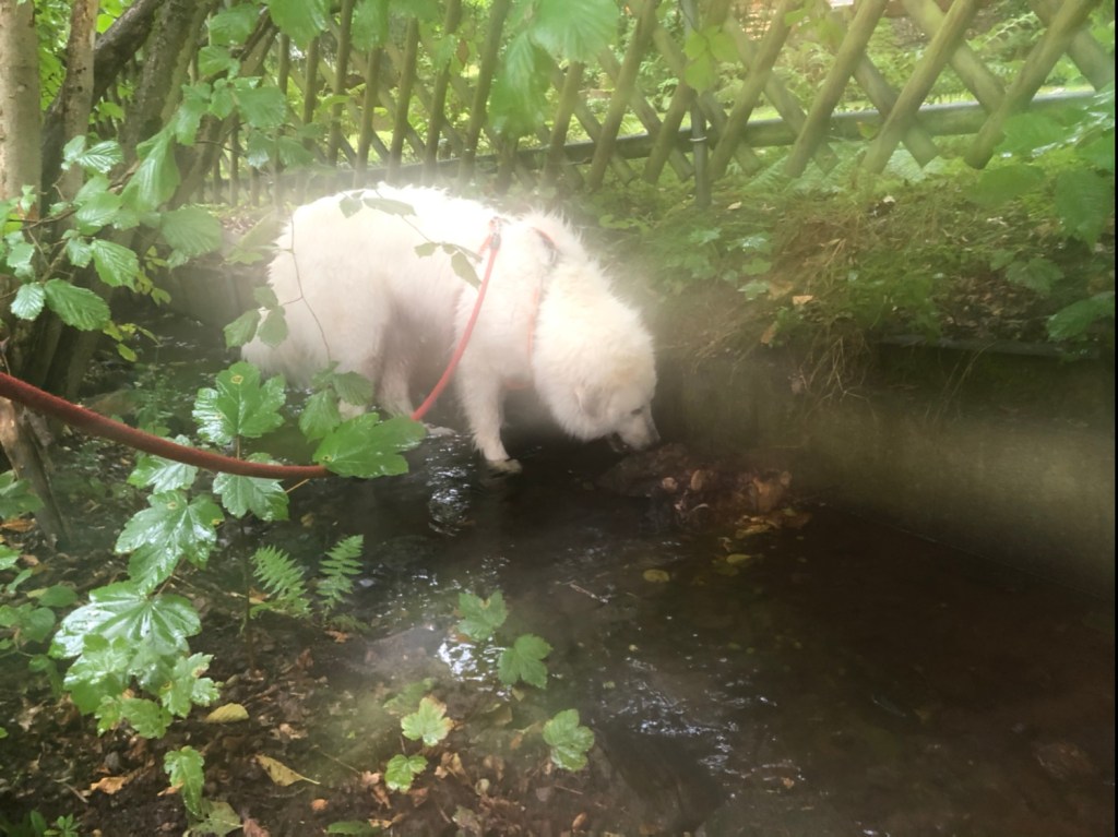 Die Bella hat eine schöne Aura!