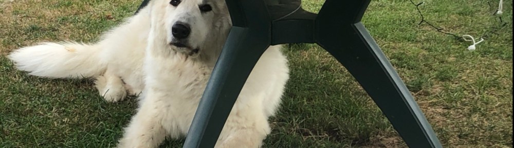 Die nehmen mir mein Zelt weg