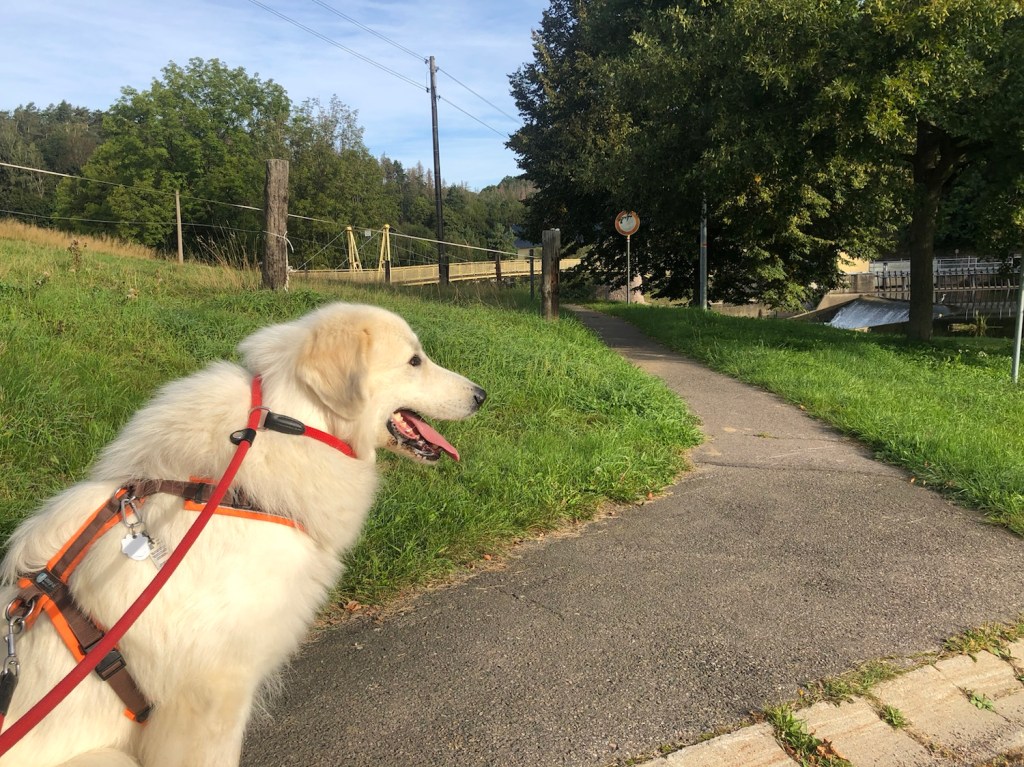 Na, wer entdeckt den Reiher?