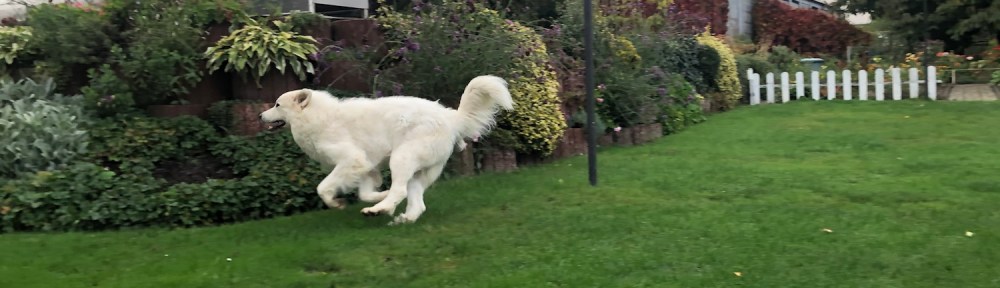 Ich bin total schnell!