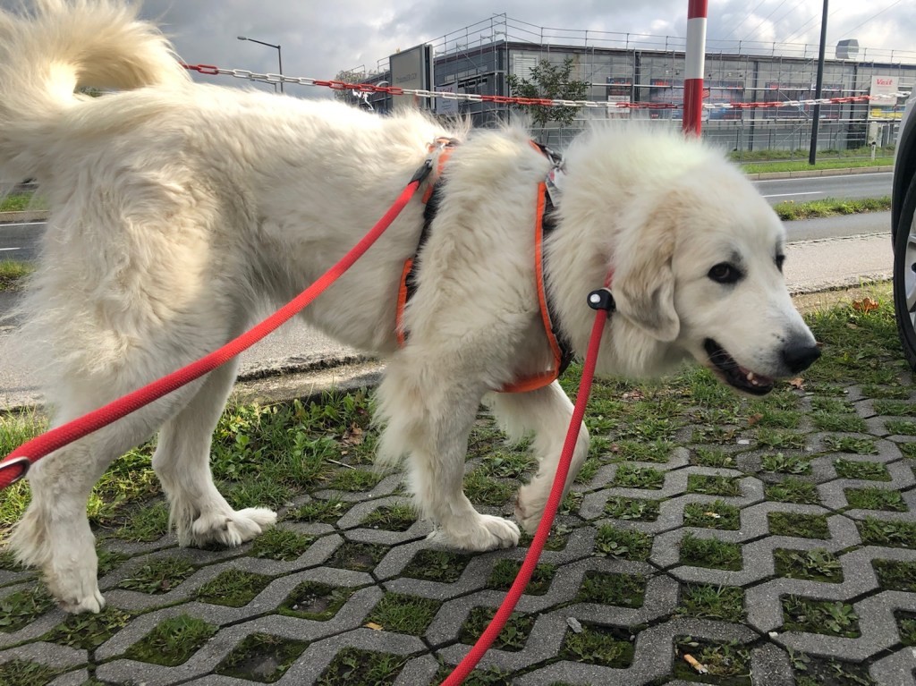 Die Bella in Salzburg