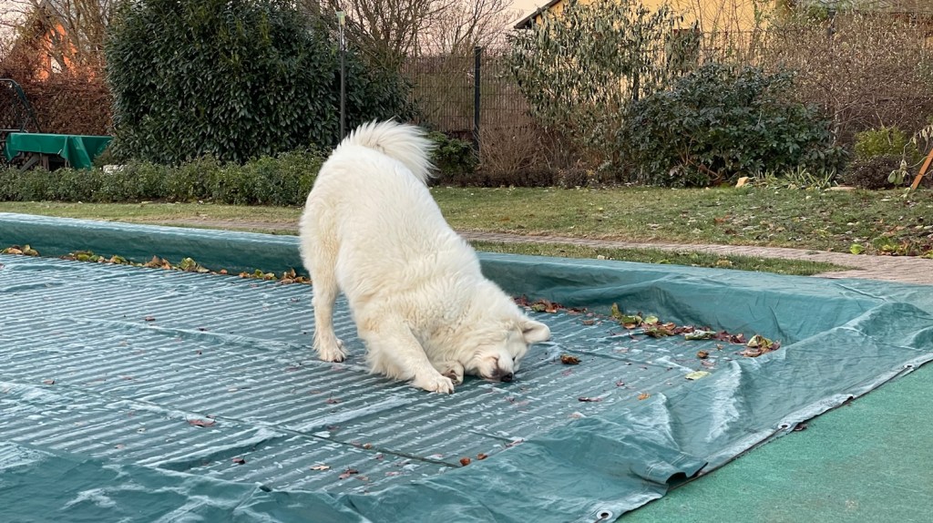 Die Bella tanzt auf ihrem Knisterpool