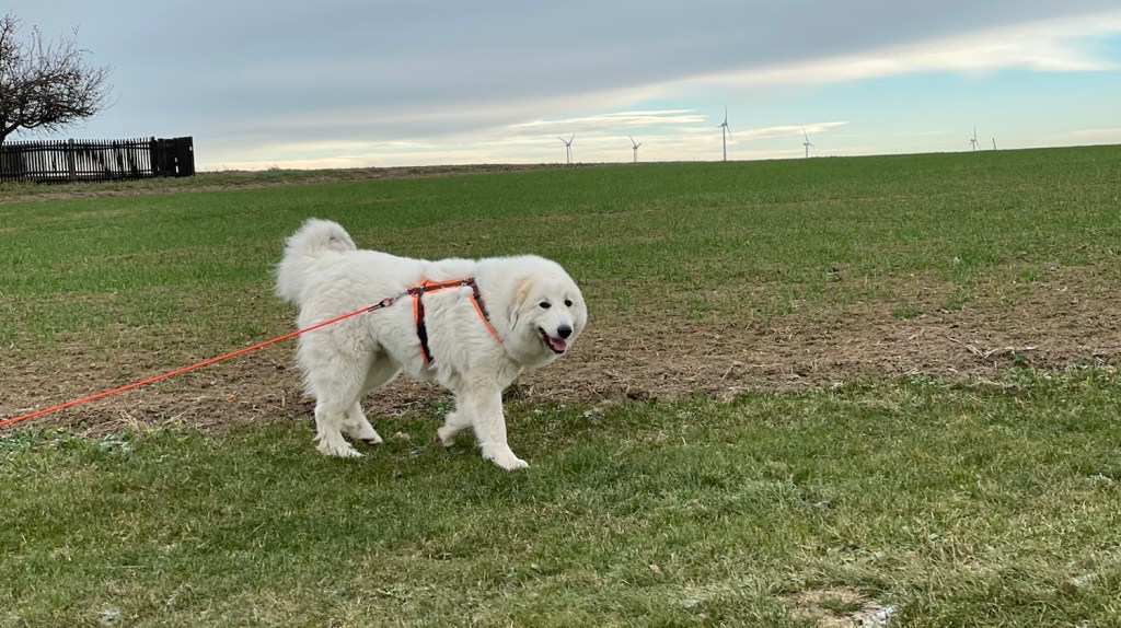 Spaziergang mit meiner großen Menschenschwester und meinem großen Mensch auf meiner großen Feldwiese
