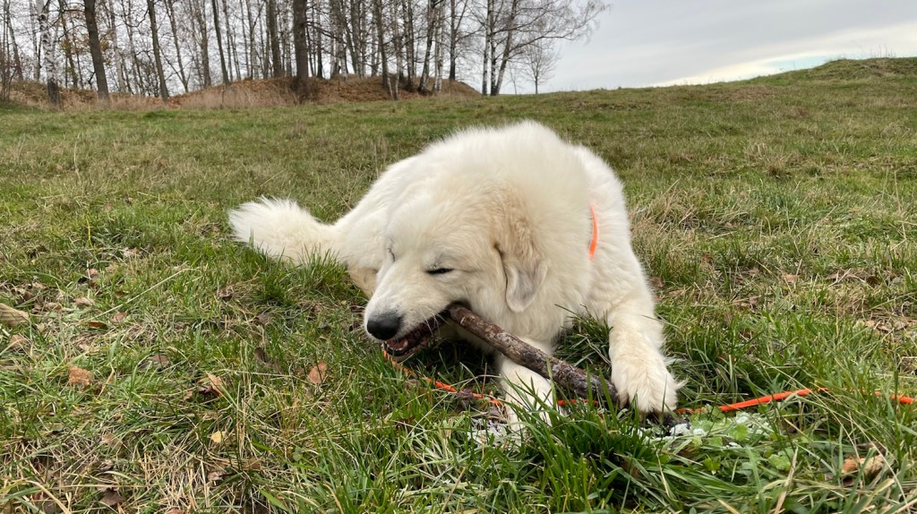 Die Bella kaut Stöckchen