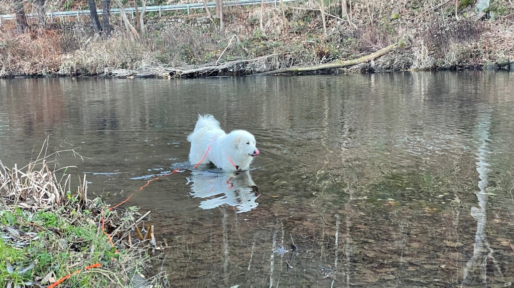 Die Bella badet im großen Fluß mit dem komischen Namen