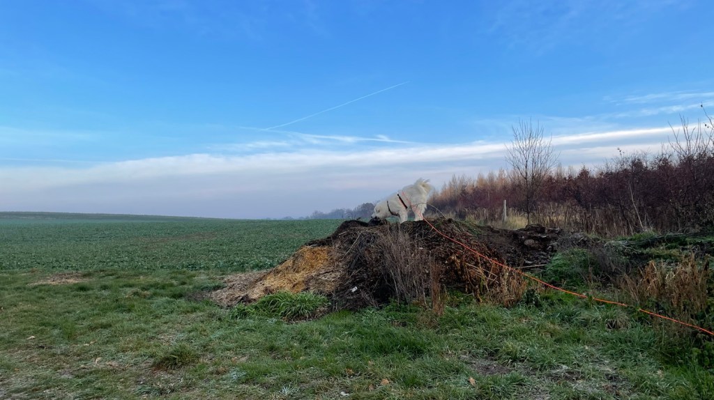 Das ist ein weltberühmter Misthaufen. Da klettert die champagnercremeweißfarbene Bella oben drauf