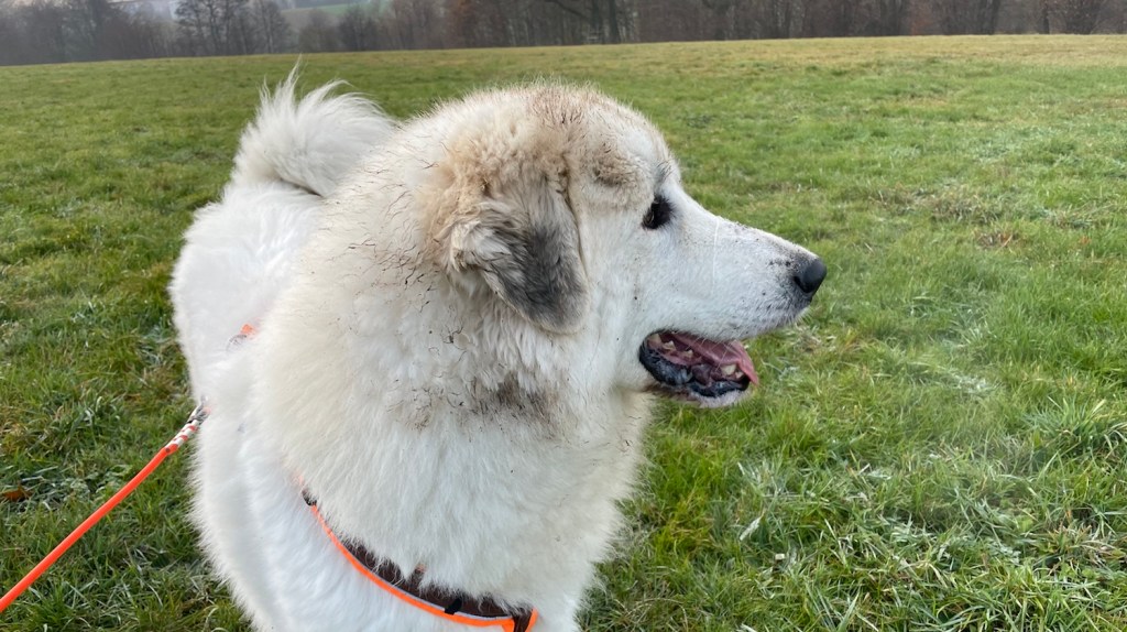 Sieht gar nicht schlecht aus …