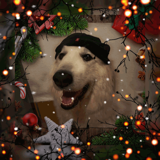 Hahahahaaa, guggt mal, da habe ich meinem großen Mensch am Sonntag seine Mütze gemopst.🐶😂😂😂🐶