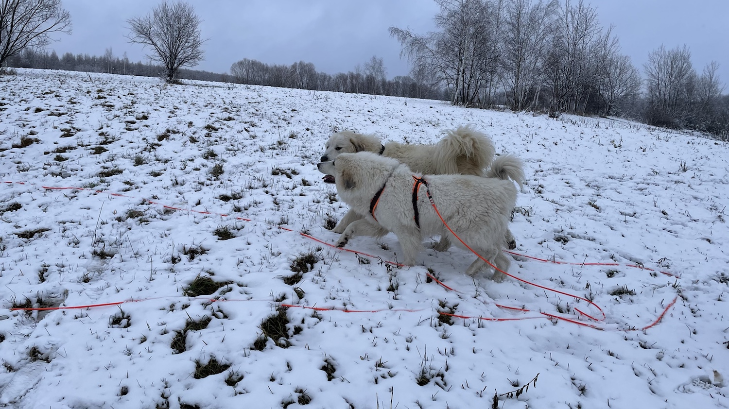 Die Bella und der riesige Mini-Cooper