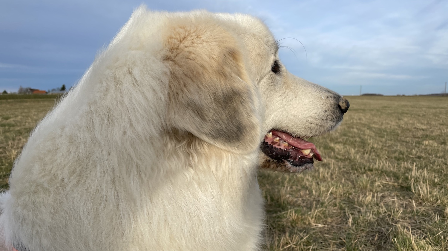 Die Bella im Pustewind …