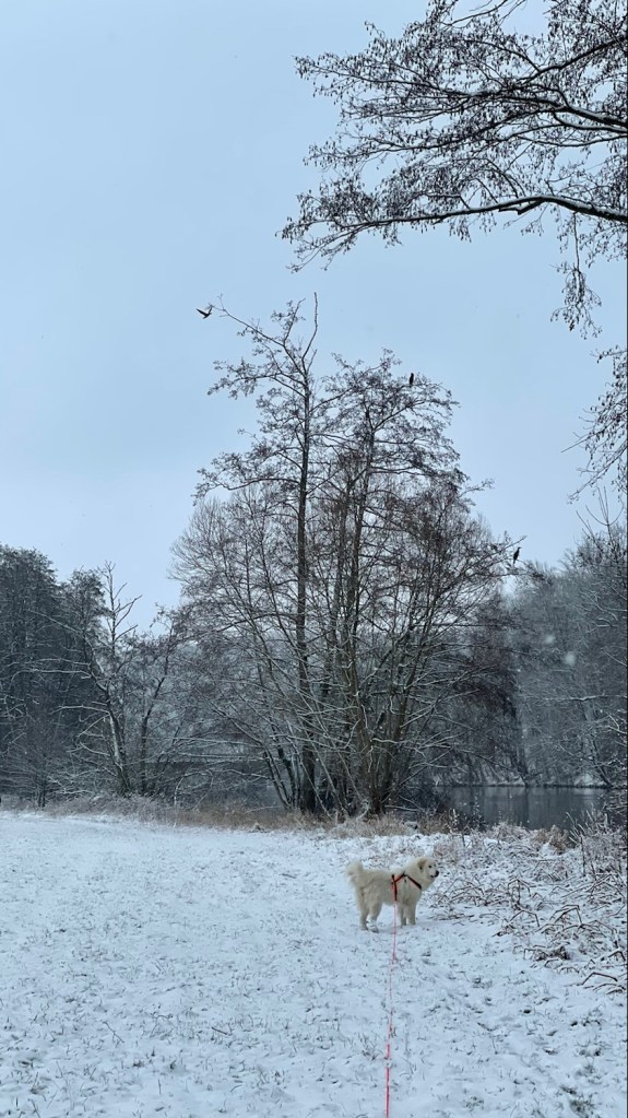Die Bella bei den Kormoranen am großen Fluß mit dem komischen Namen