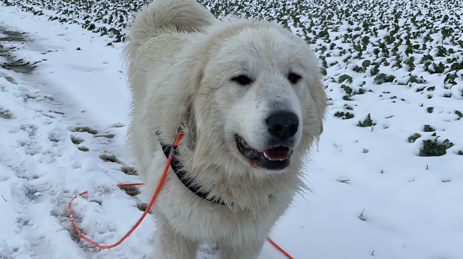 Der Mini-Cooper, Bellas Nichterich