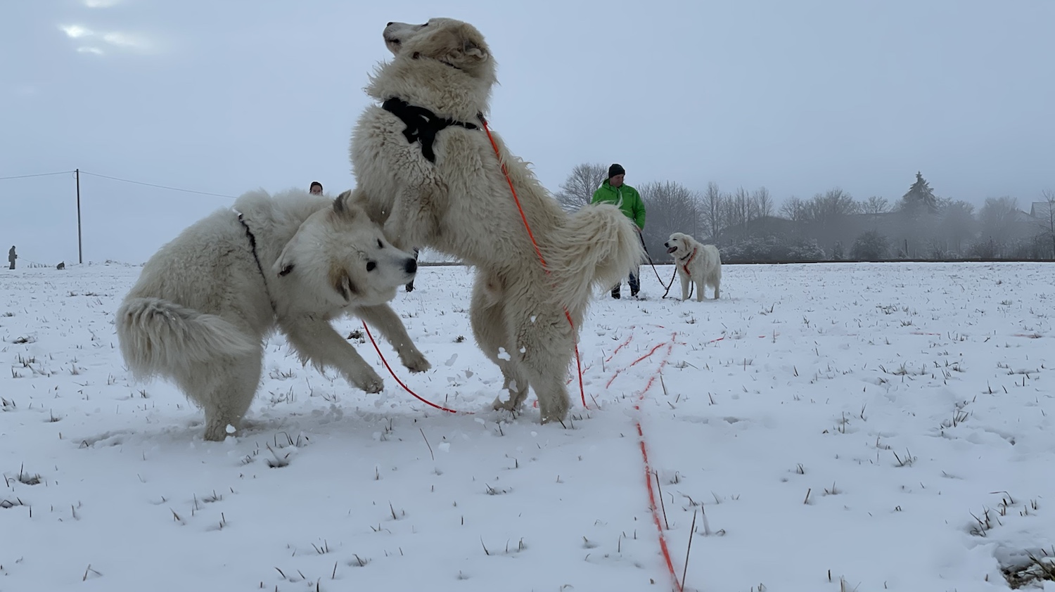 Die Bella tobt mit dem Mini-Cooper auf der Wiese
