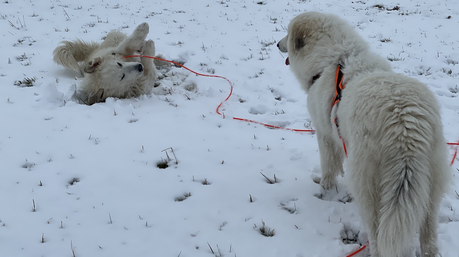 Da habe ich dem Cooper was feines gelehrt
