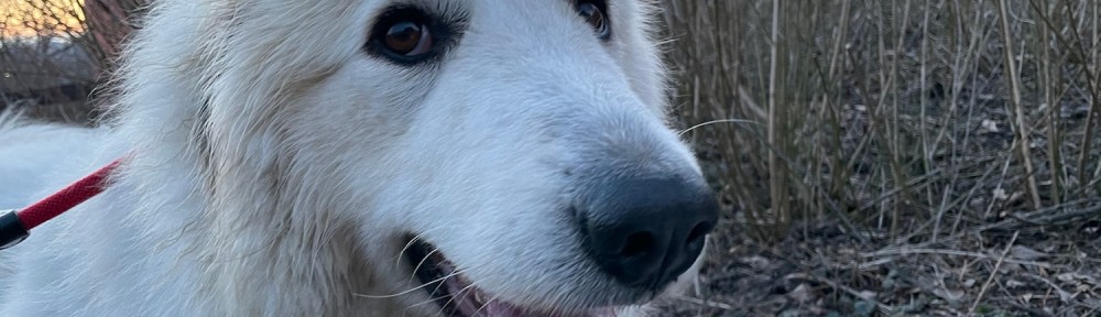 Die Bella kann ganz schön frech guggen