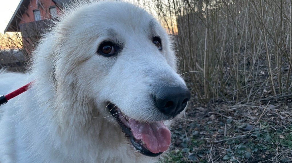 Die Bella kann ganz schön frech guggen